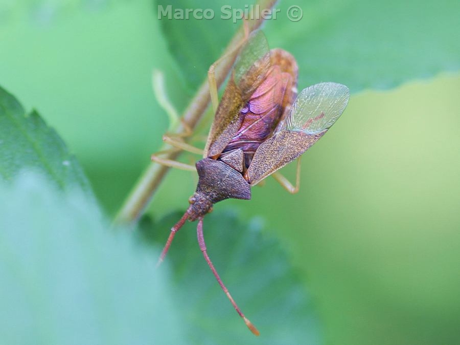 Coreidae: Gonocerus acuteangulatus della Lombardia (MI)